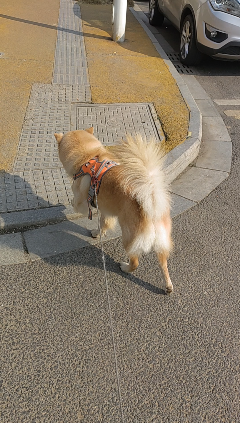 铲屎官日常,春光无限好,正是遛狗时.