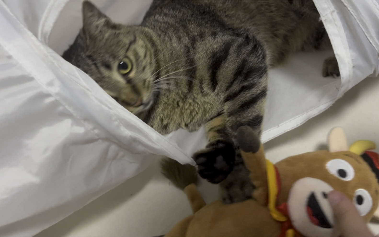 活动  【狸花猫】咪大佬在猫隧道里练习武术