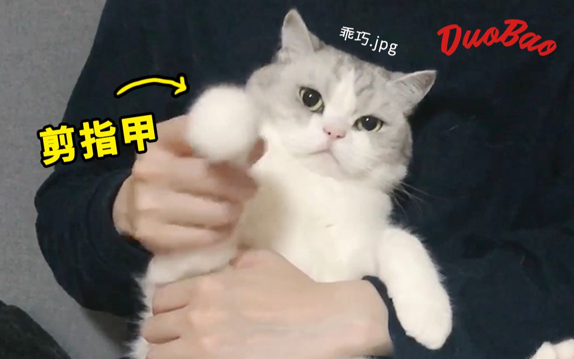 猫咪剪指甲全程好生气好生气又好乖巧多宝大叔