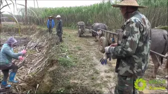 Скачать видео: 农民改装全自动牛车，太有才了，可以申请专利了