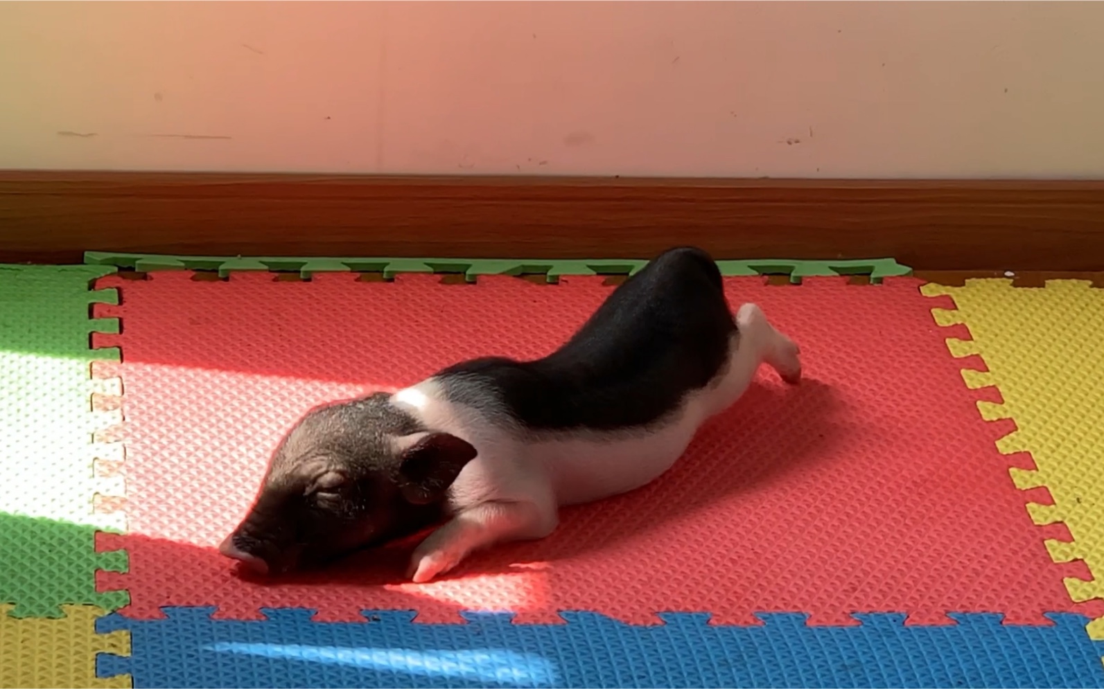 小香猪晒太阳太可爱啦