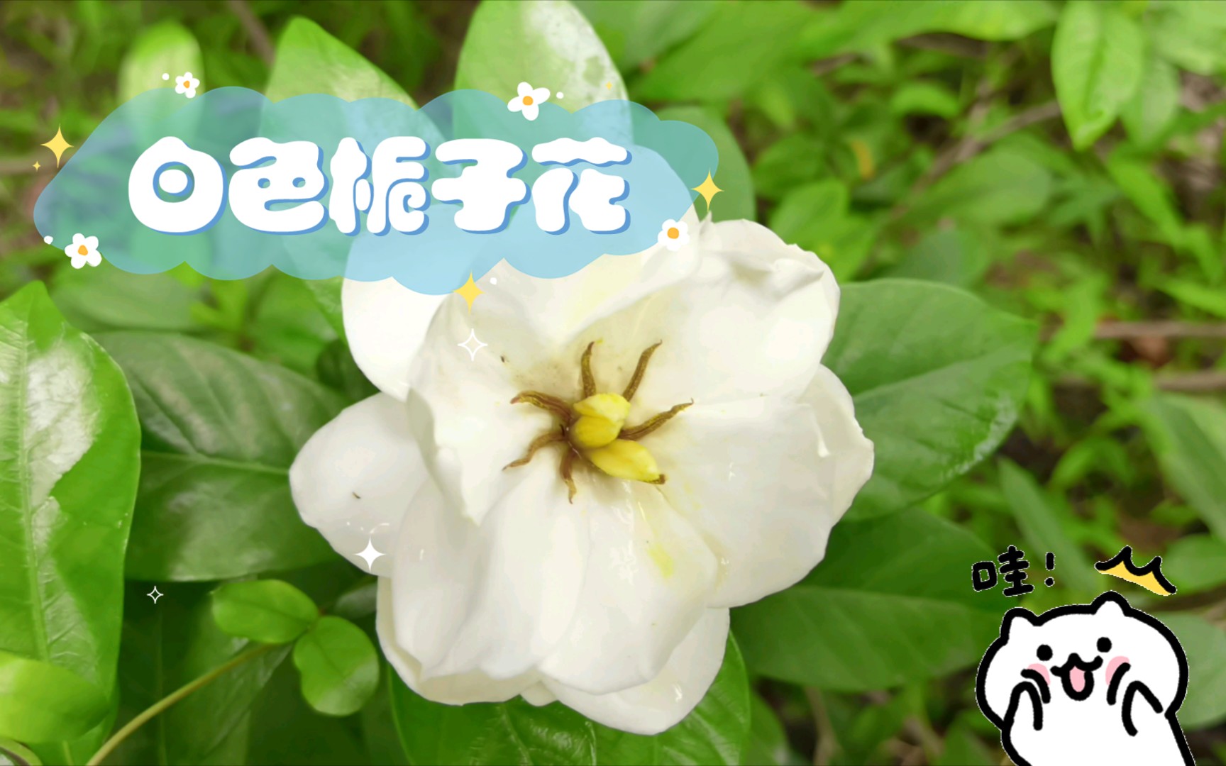 白色栀子花