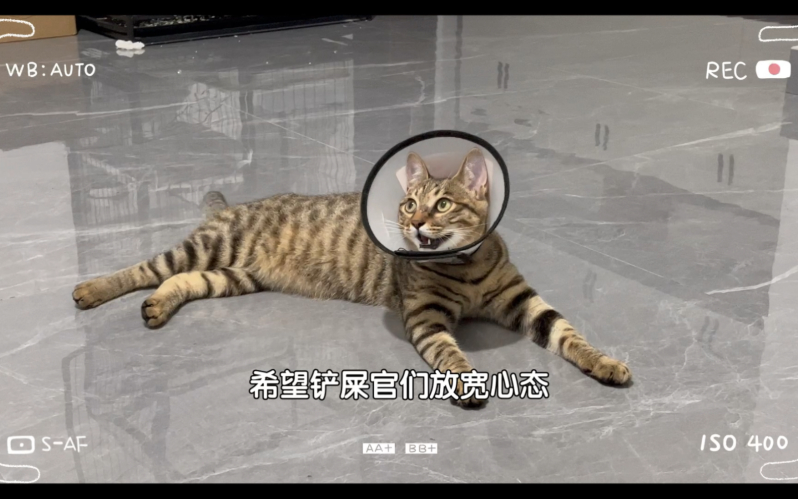 [图]二哈猫和她的怨种铲屎官