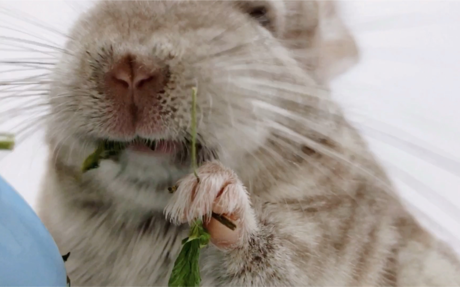 【龙猫】吃东西嘴部特写镜头_哔哩哔哩 (゜-゜)つロ 干杯~-bilibili