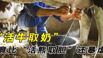 活牛取奶有多残忍？一生沦为产奶机，竟比“活熊取胆”还暴虐？