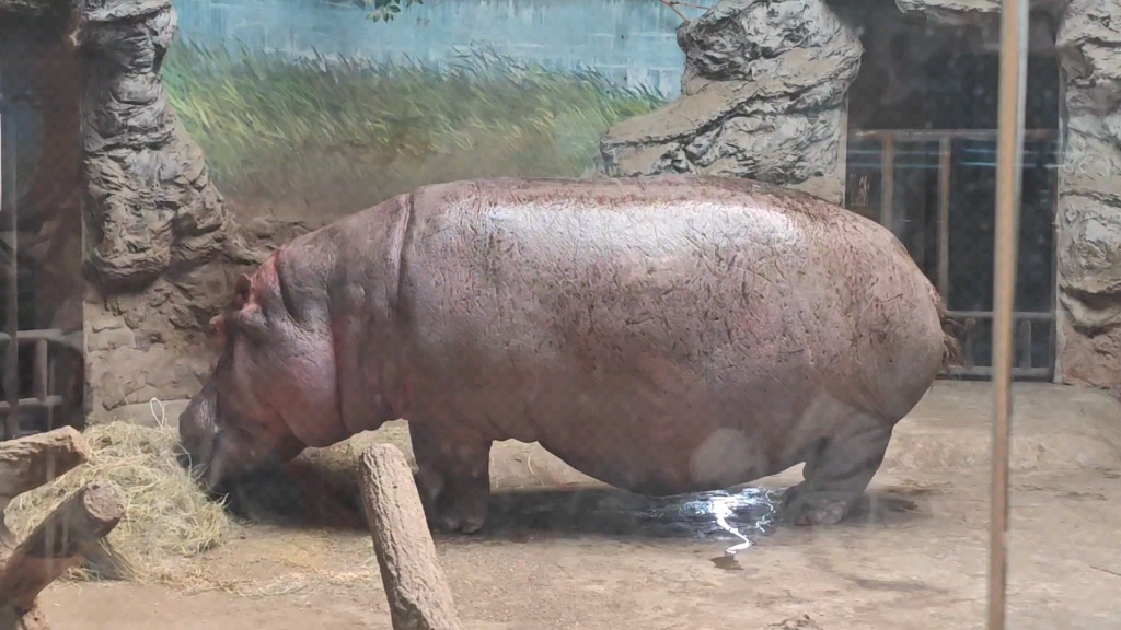 北京动物园的河马