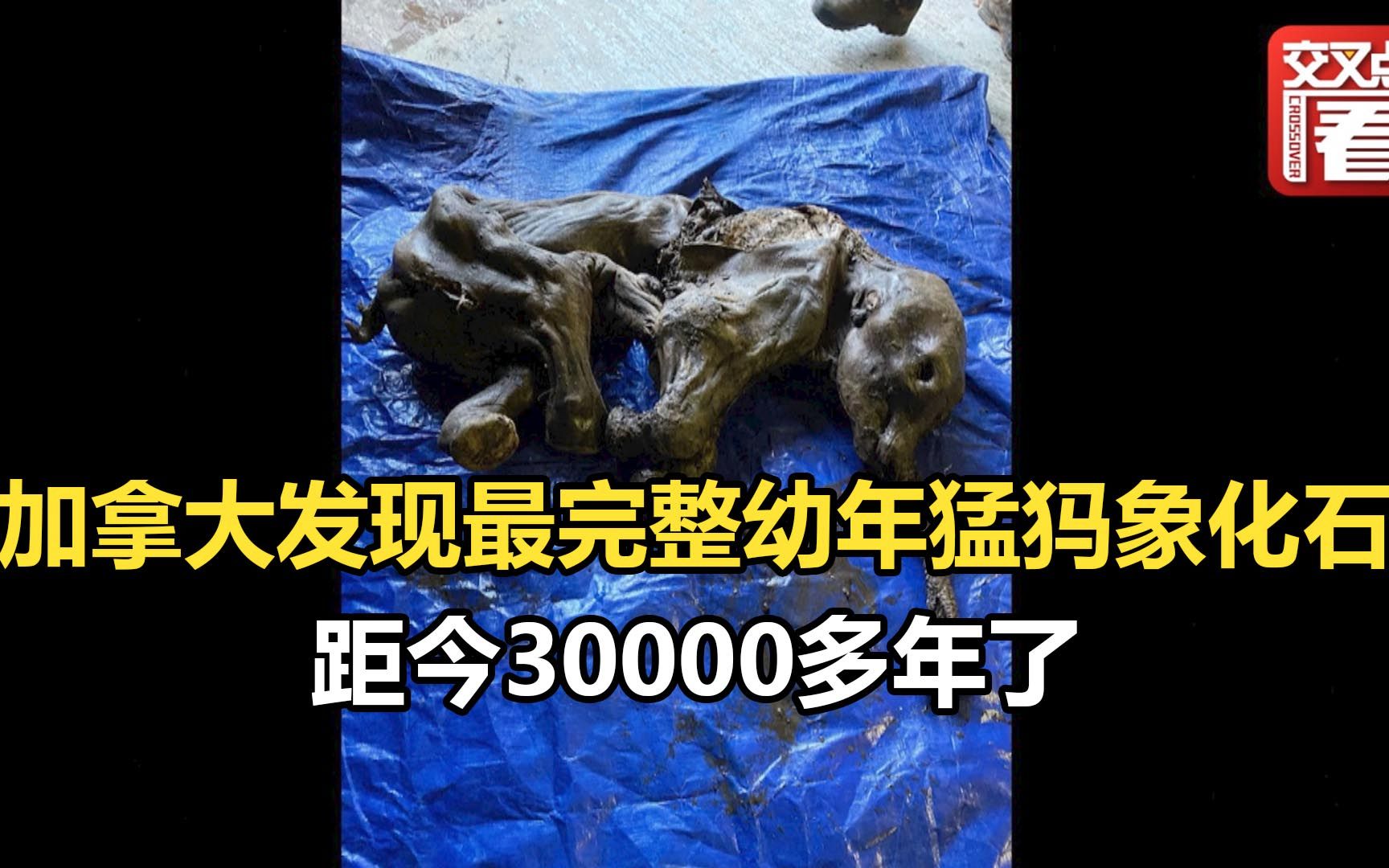 加拿大发现北美地区最完整幼年猛犸象化石 距今30000多年了哔哩哔哩bilibili