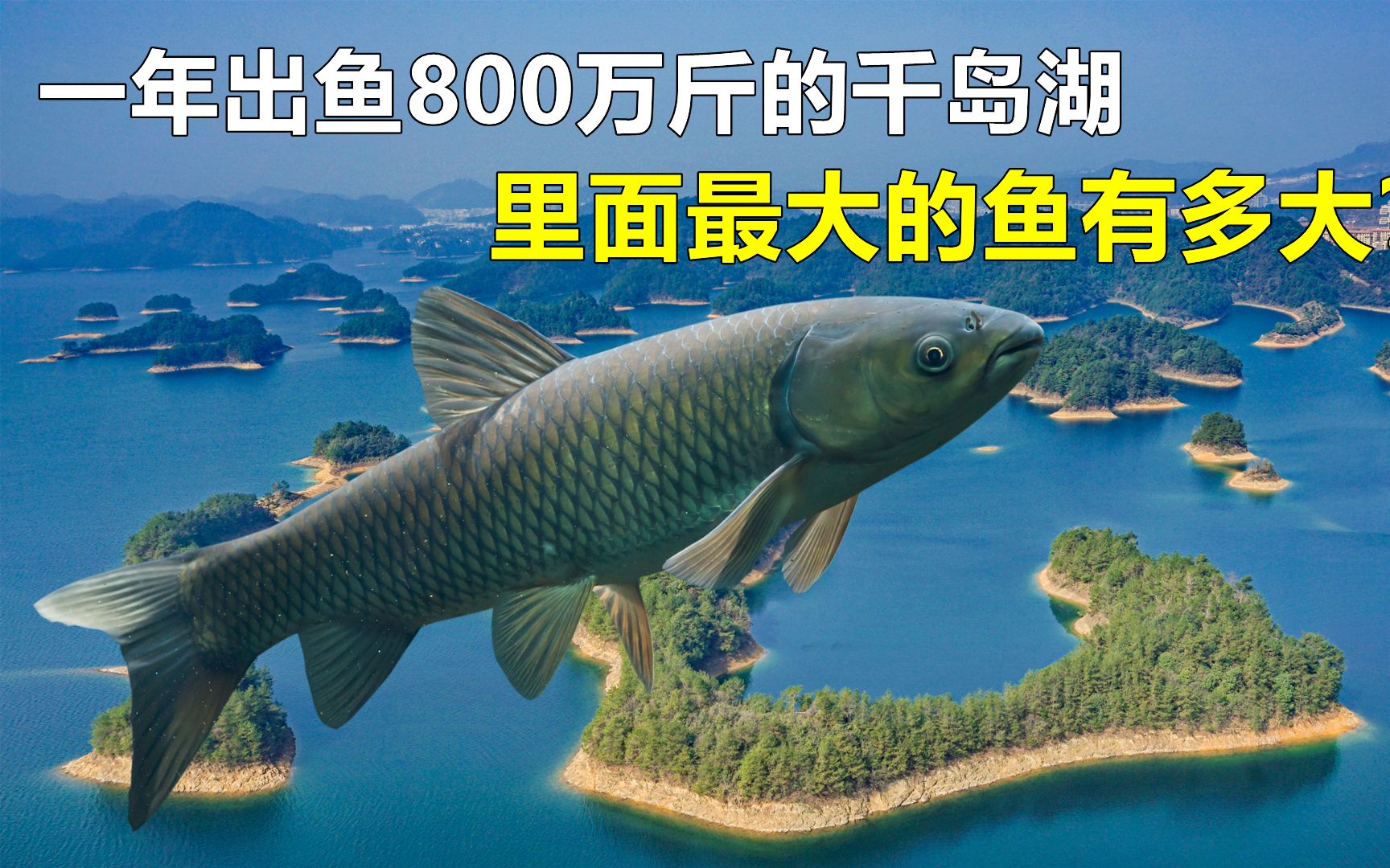 一年出鱼800万斤,水深117米的千岛湖,里面最大的鱼有多大?哔哩哔哩bilibili