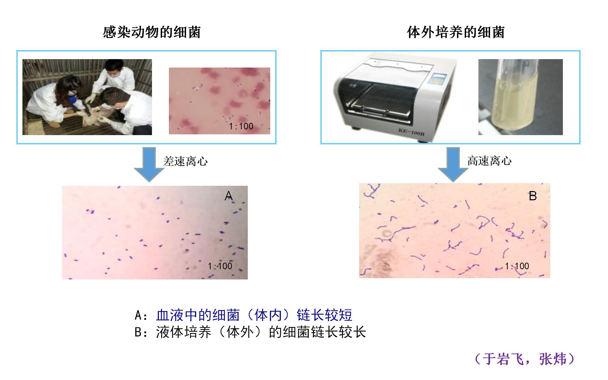 蛋白组在微生物研究中的应用(终章)哔哩哔哩bilibili