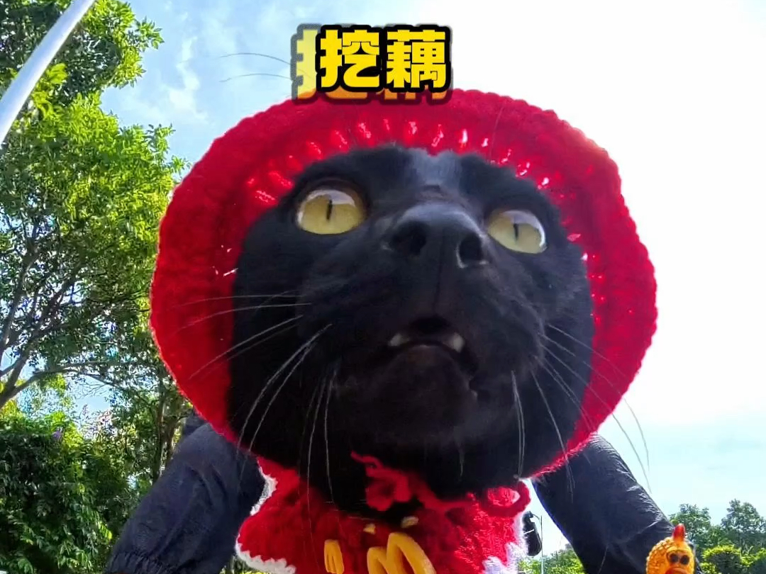 麦当劳老王汉堡已做好,请慢用.#黑猫 #我和我的猫 #评论区看看你们的猫 #萌宠出道计划哔哩哔哩bilibili