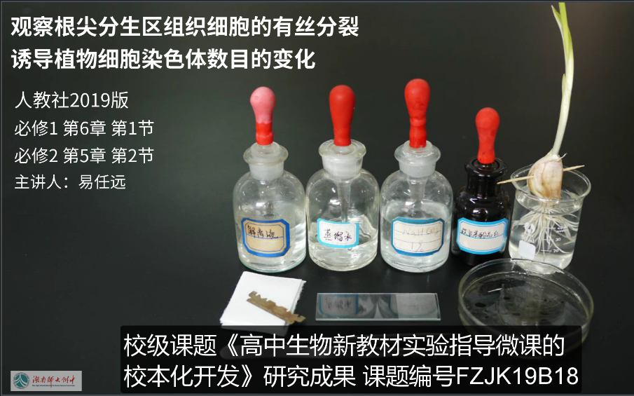 [图]观察根尖分生区组织细胞的有丝分裂、诱导植物细胞染色体数目的变化—2019版