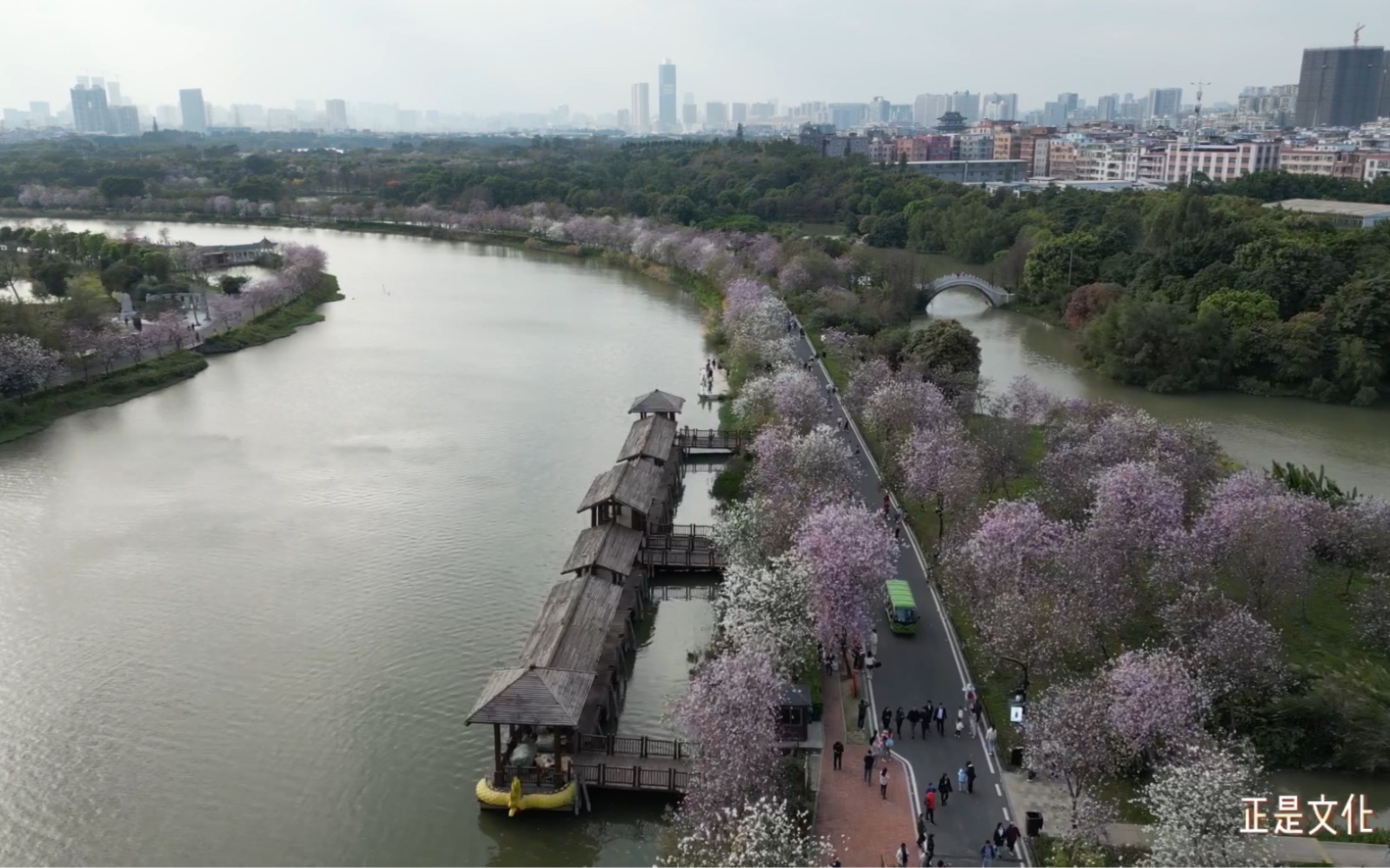 航拍记录 广州海珠湿地宫粉紫荆盛开哔哩哔哩bilibili