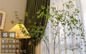 Download Video: 盘点我家那些好养活的植物。还有哪些好养的？告诉我，我来种草 #装修#软装 #绿植 #温馨的小窝