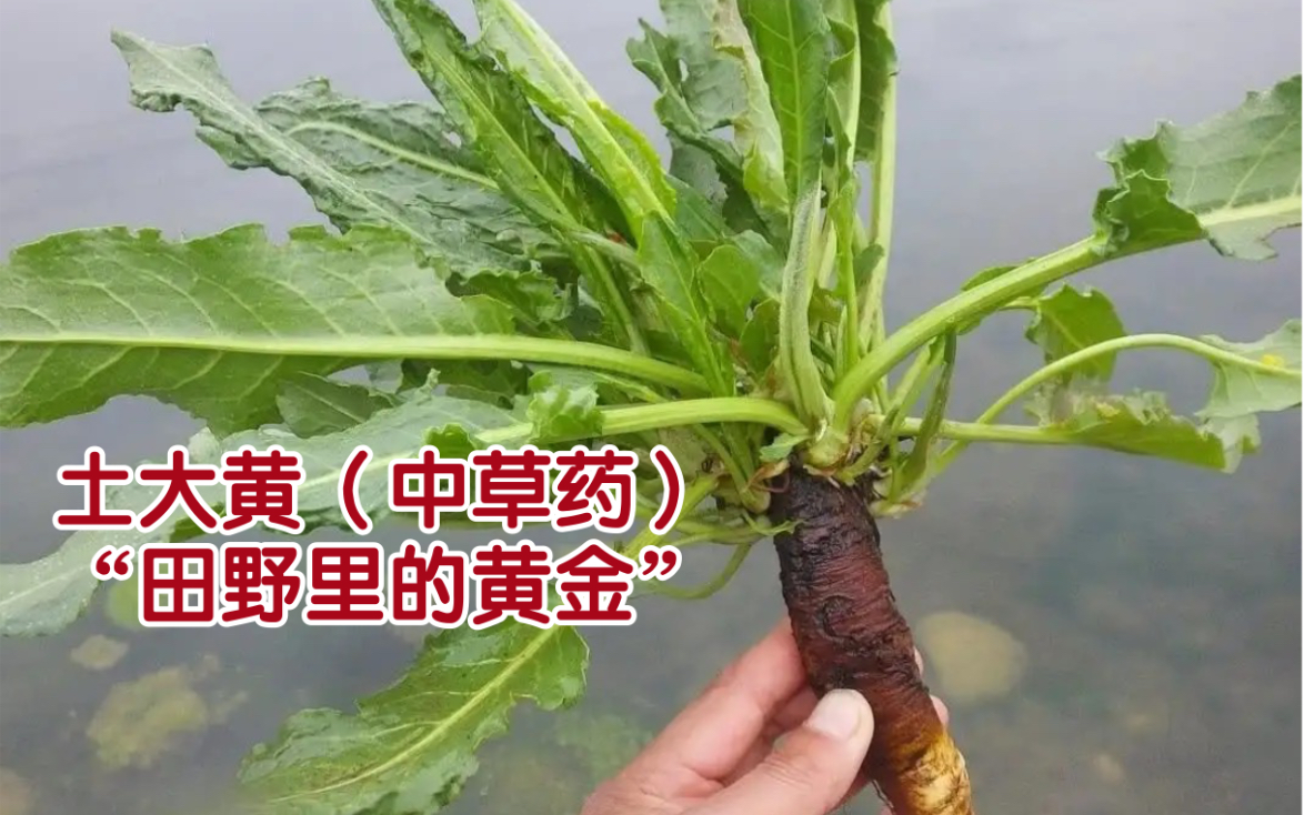 农村随处可见植物:羊蹄,又名土大黄,叶子像极了菠菜有些地方叫它“野菠菜”,因根其黄金色被誉为“田野里的金子”又名金不换,可惜好多人不知它...