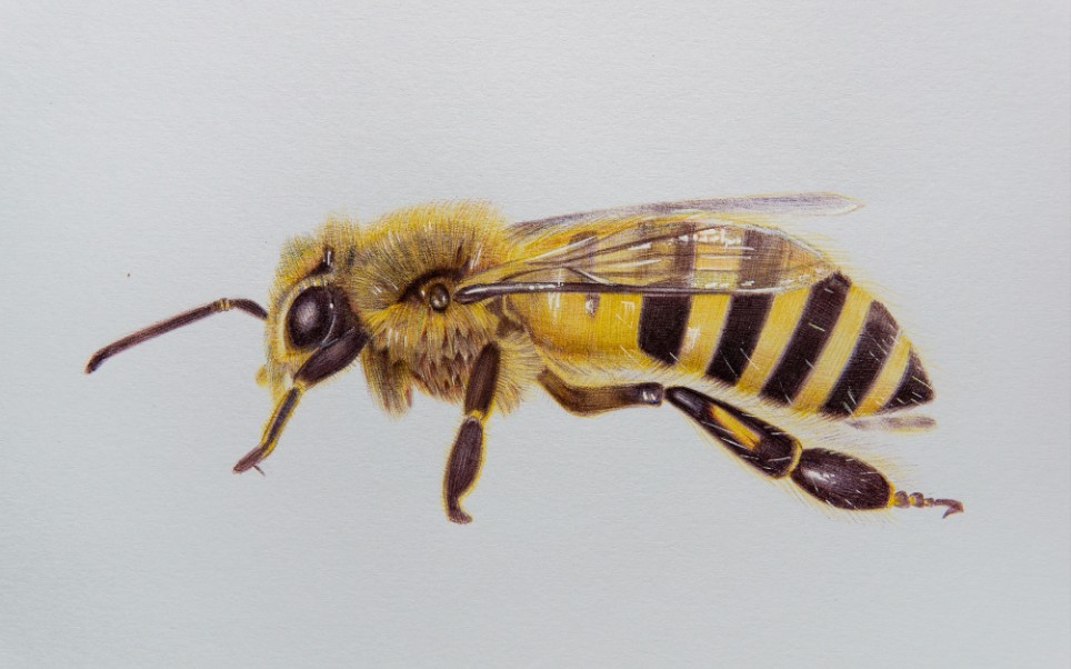 【圆珠笔】一只小蜜蜂