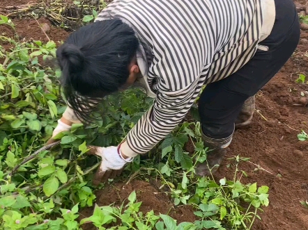 高原红皮黄心土豆味道非常好哔哩哔哩bilibili