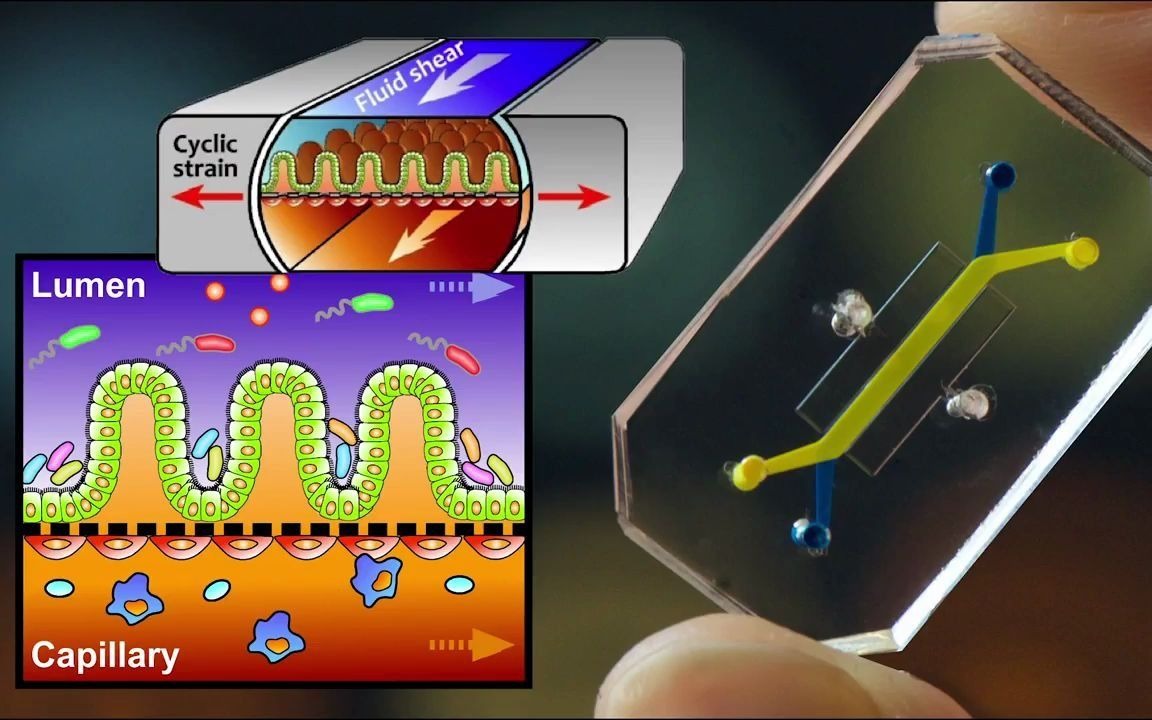 微流控器官培养芯片的简要概述哔哩哔哩bilibili