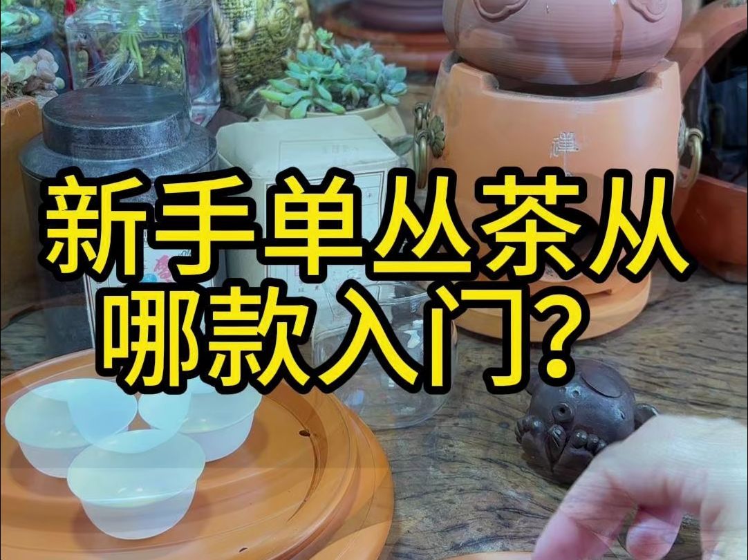 单丛新手入坑指南,单丛怎么选?#凤凰单丛茶 #潮州工夫茶 #雪片鸭屎香 #鸭屎香 #召唤茶友哔哩哔哩bilibili