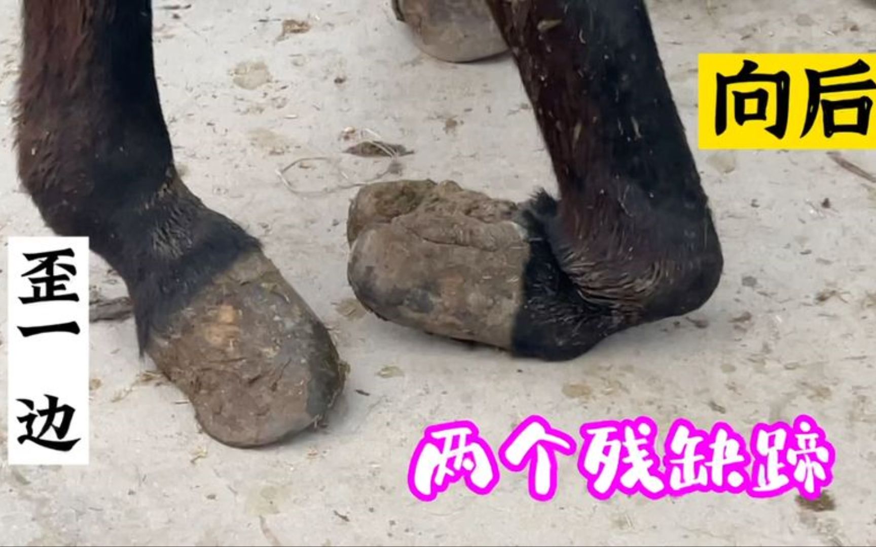 屠宰场以4300元买头拐驴,好心人免费修蹄解救它,毛驴获得了重生