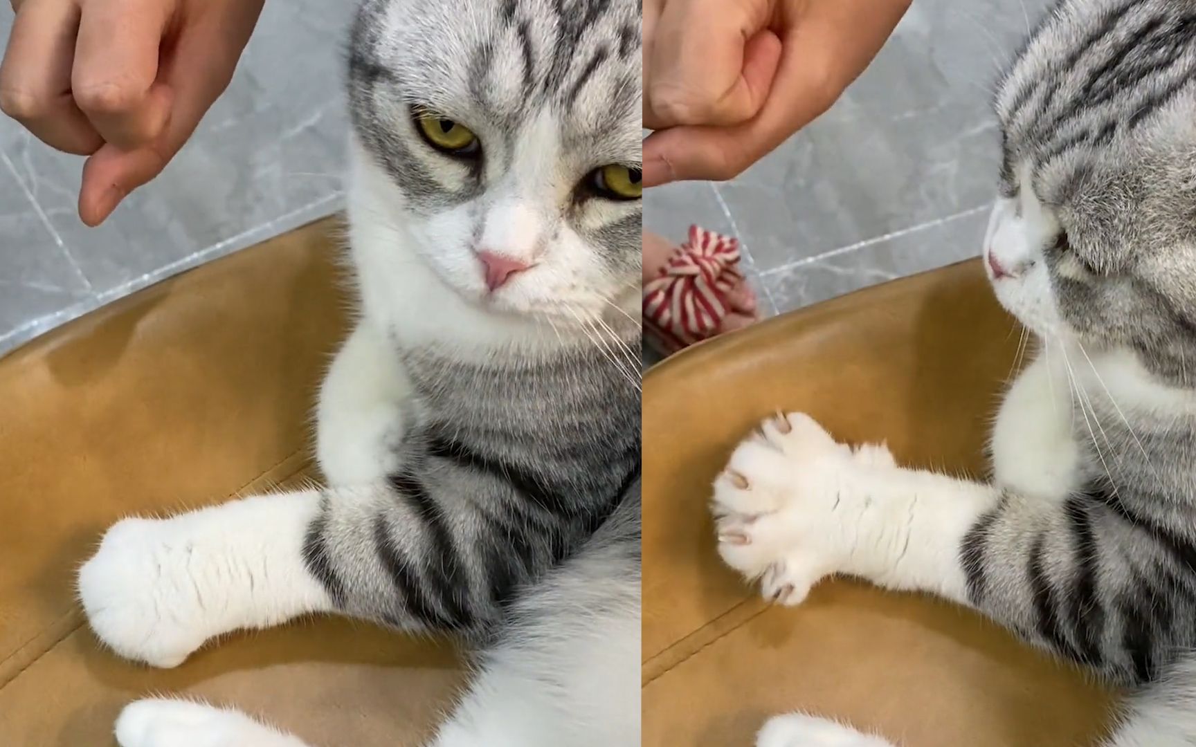 女子教小猫"小手开花",没想到小猫学的有模有样,太可爱了_哔哩哔哩