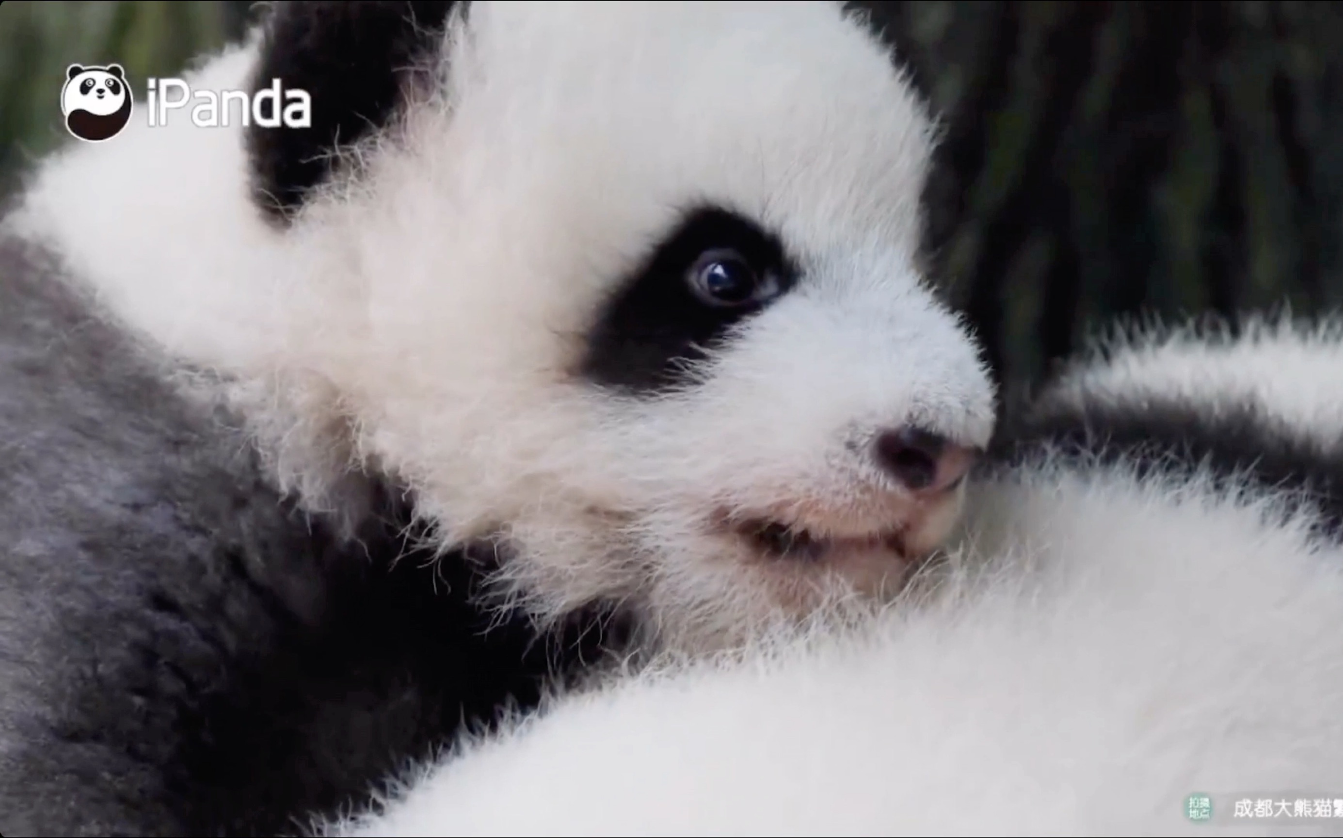 【大熊猫成浪】你们不知道吧,熊猫软软的可好睡了