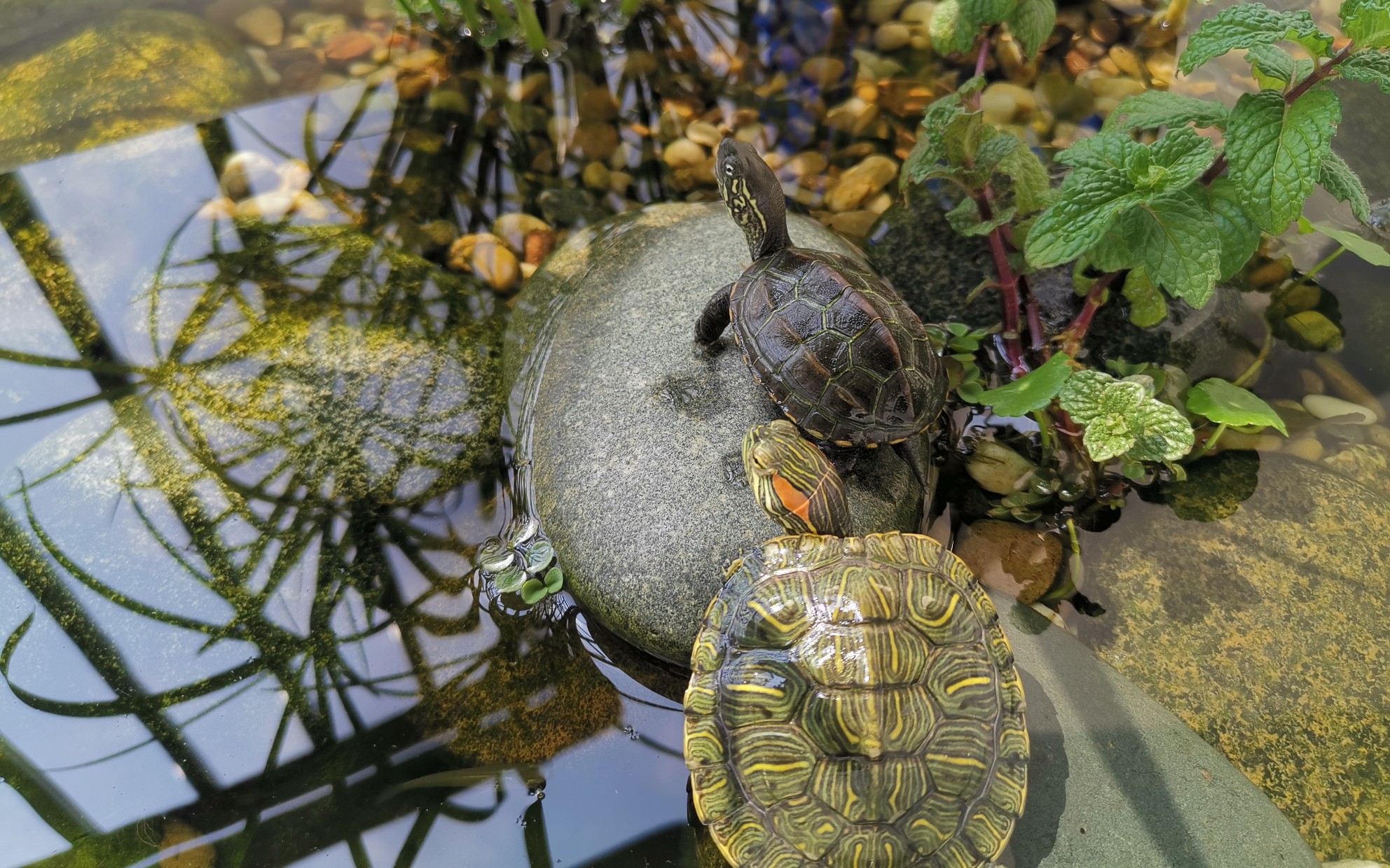 【混养龟缸2.0】龟缸里来了新朋友