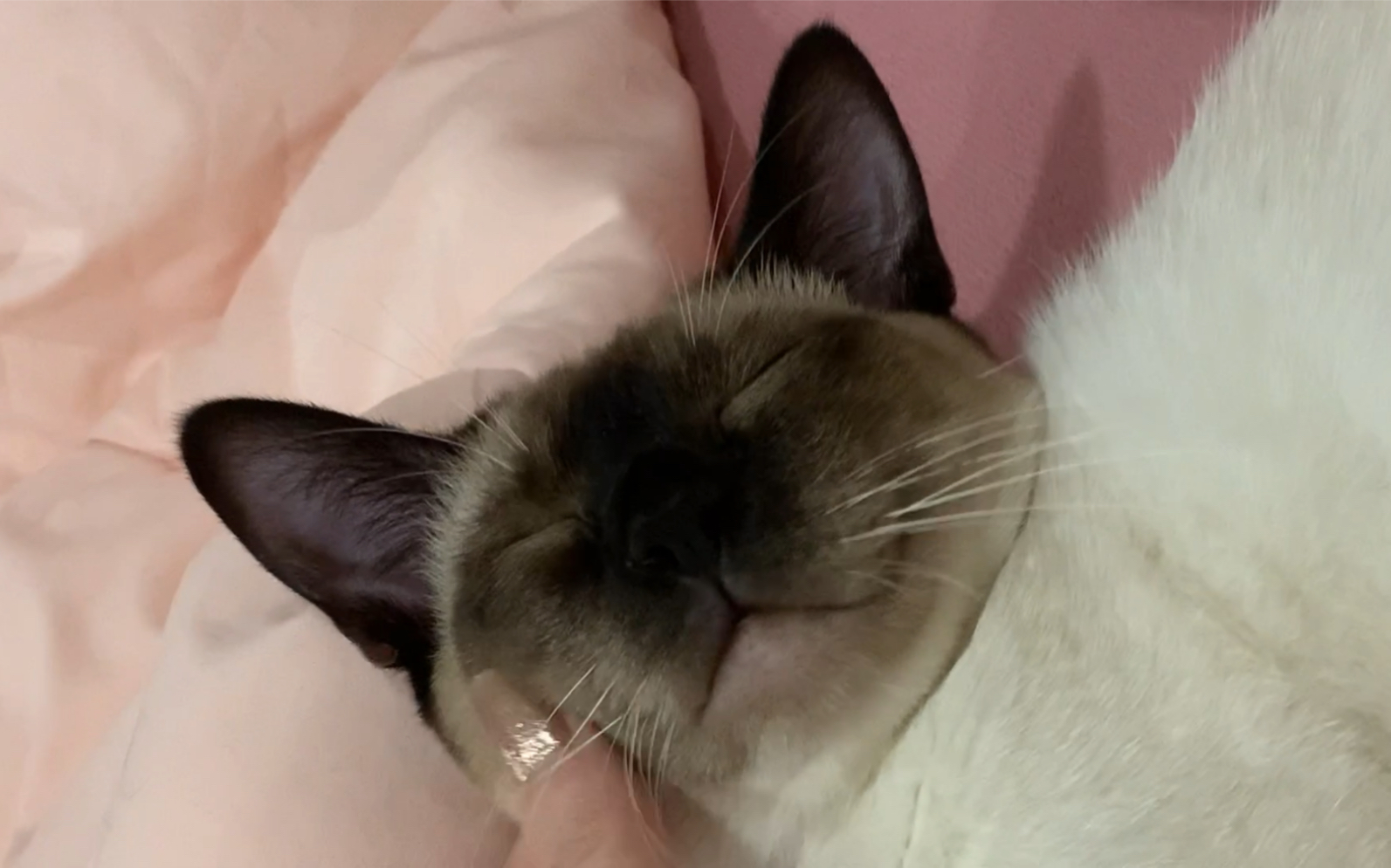 哄睡吉跋猫只需要一个步骤