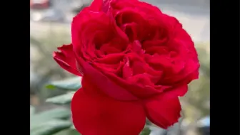 瑞典女王 茶花女月季复花啦 懒花 不存在的 第二波花正在进行中 哔哩哔哩 Bilibili