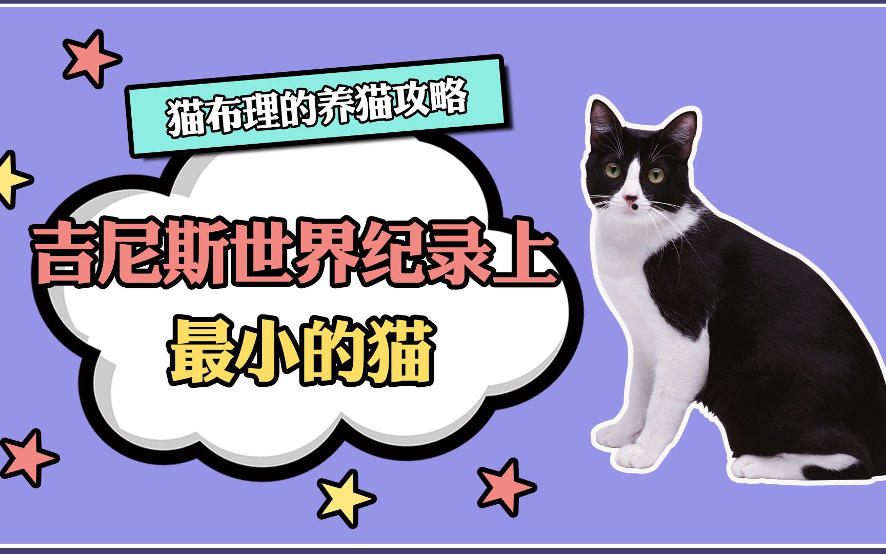 吉尼斯世界记录上最小的猫哔哩哔哩bilibili