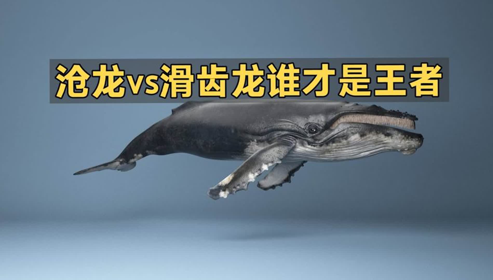 滑齿龙和沧龙的区别