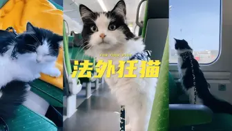 我家猫咪总是违反的高铁乘车守则（却总能逍遥法外）