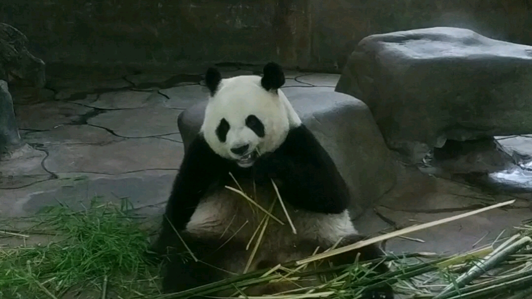 【大熊猫阿杰】扫码免费领熊猫纪念品,扫码免费领熊猫纪念品,接着是,扫码关注我们公众号免费送礼品,群发400人送这个,群发300人送那个,群发200...