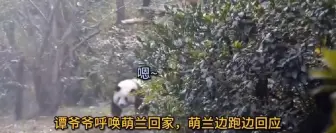 Télécharger la video: 百看不厌的视频，百听不厌的嗯嗯嗯，句句有回应的么么儿！[喜欢]能成为辣么多人的梦中情熊不是没有道理的。 #大熊猫萌兰#