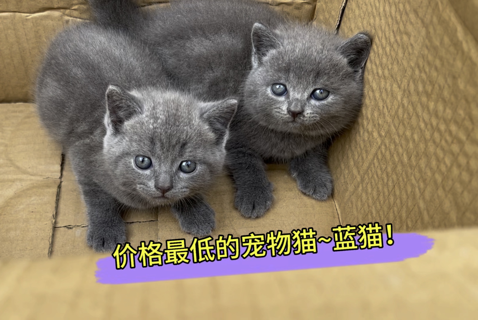 你知道什么宠物猫最便宜吗?就是它~蓝猫!