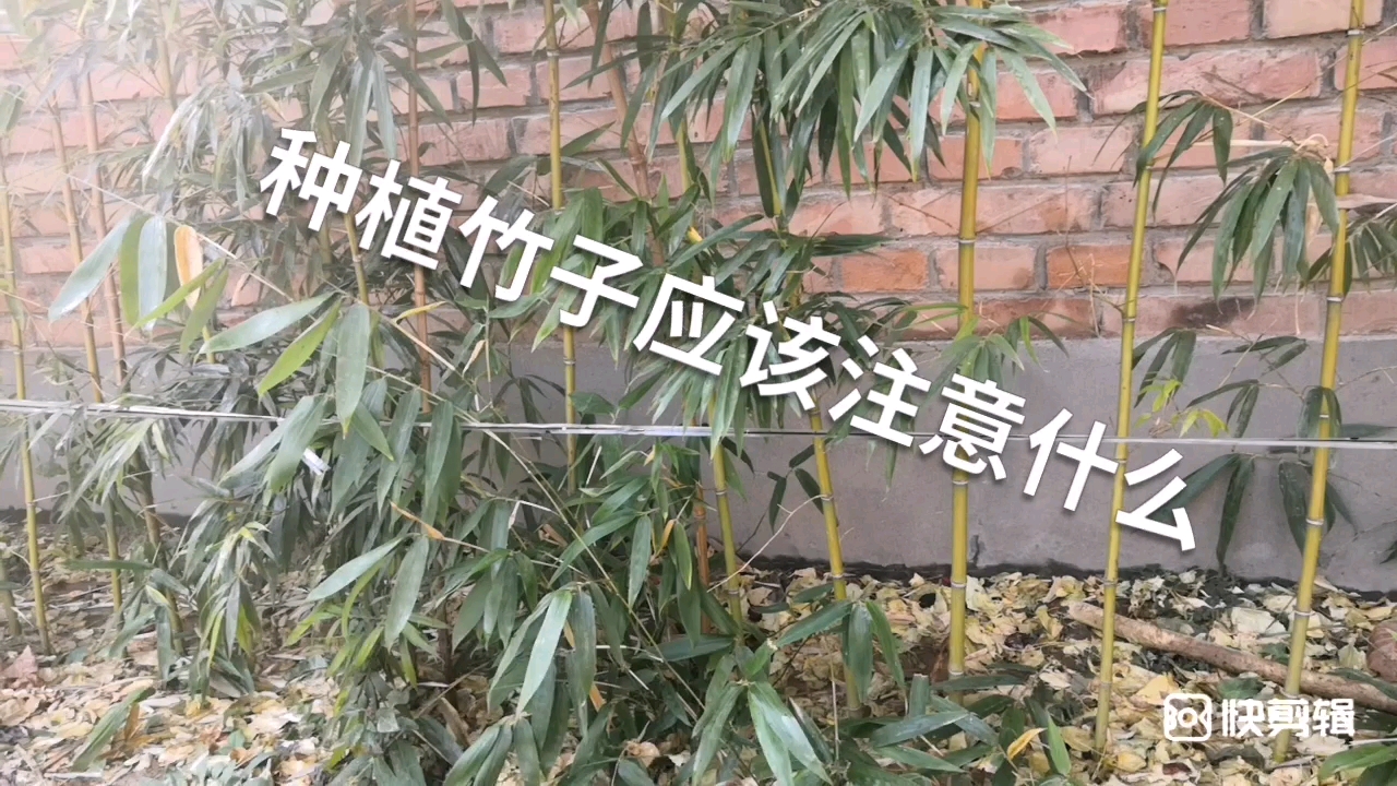 种植竹子应该注意什么哔哩哔哩bilibili