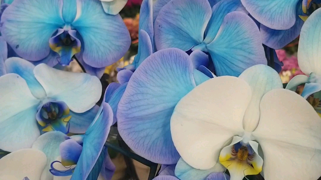 蓝色蝴蝶兰 花语图片