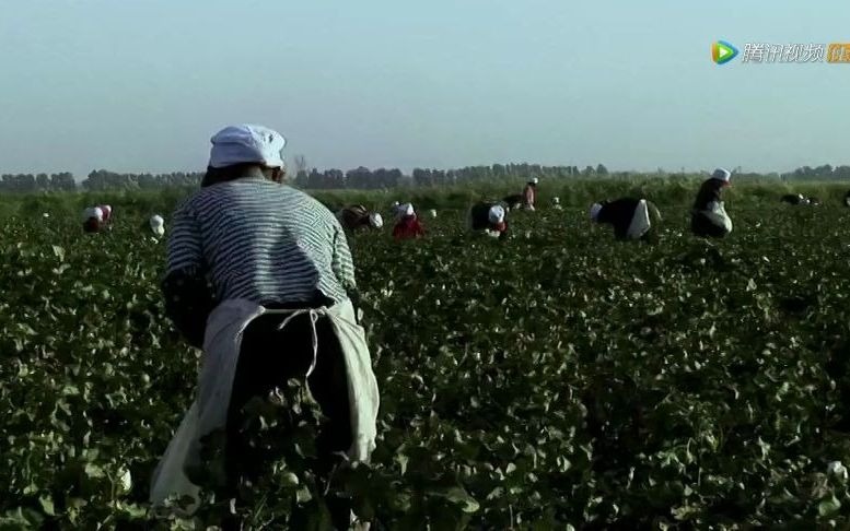 [图]金马奖最佳纪录片《棉花》聚焦新疆棉花产业下的底层工作者，好的生活都是自己努力挣来的！