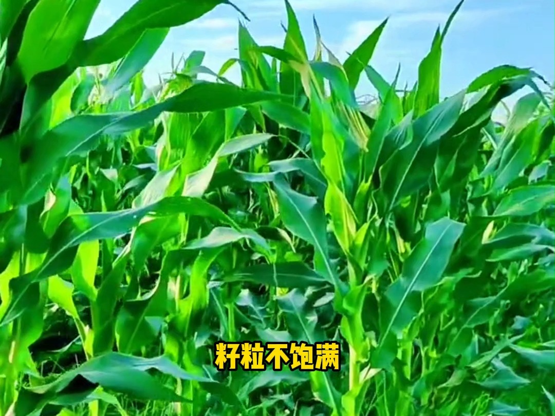 玉米科学用药哔哩哔哩bilibili