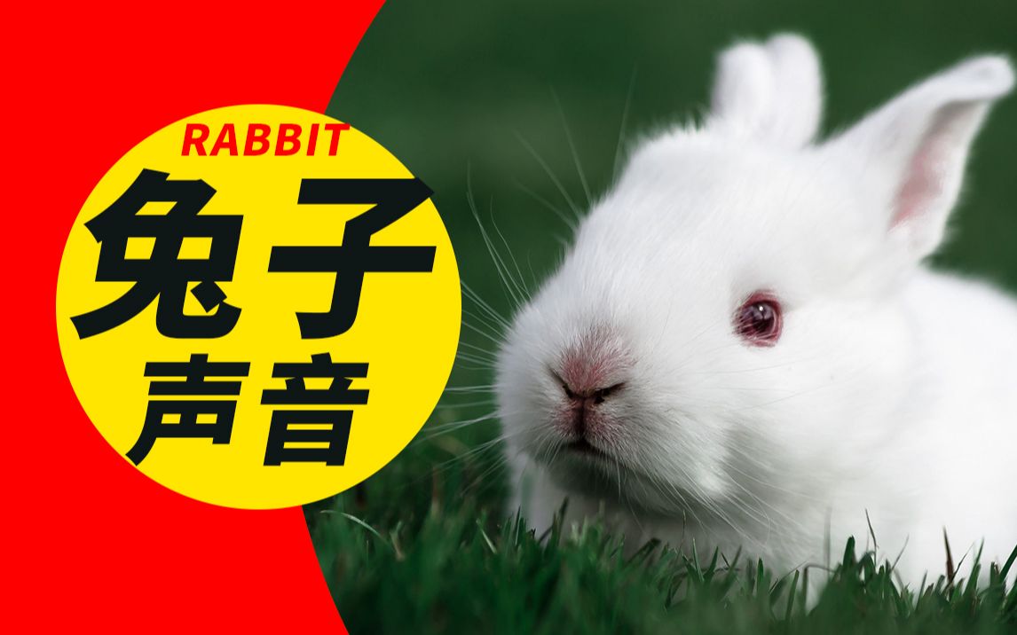 动物声音:兔子叫声音效\图片