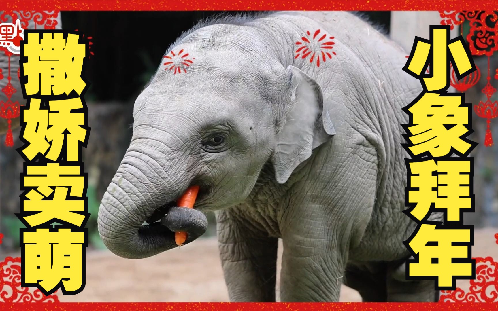 肥嘟嘟小象拜年啦!
