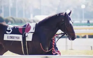 Descargar video: 神鹰エルコンドルパサー EL CÓNDOR PASA 退役后在北海道的珍贵视频