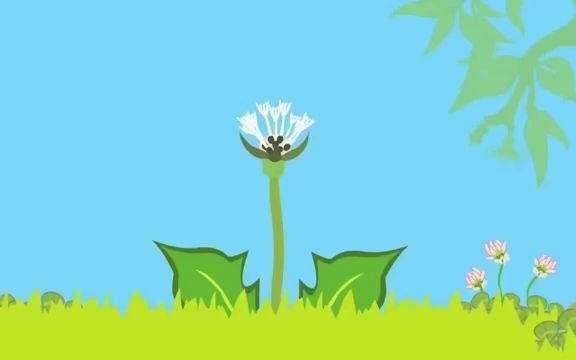 [图]蒲公英的生命循环 Dandelion life cycle animation