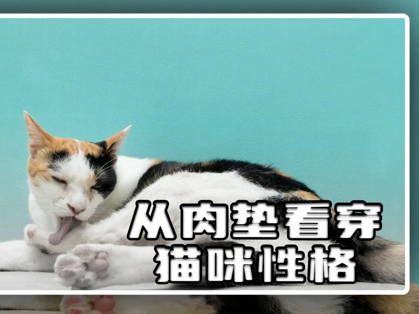 猫咪肉垫图片