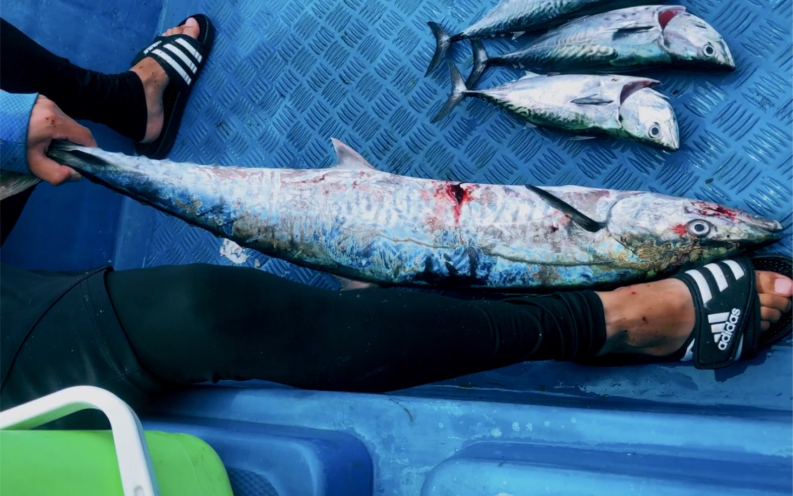 海钓 拖马鲛鱼 马鲛鱼咬口瞬间,浪花四溅,拉力实足!