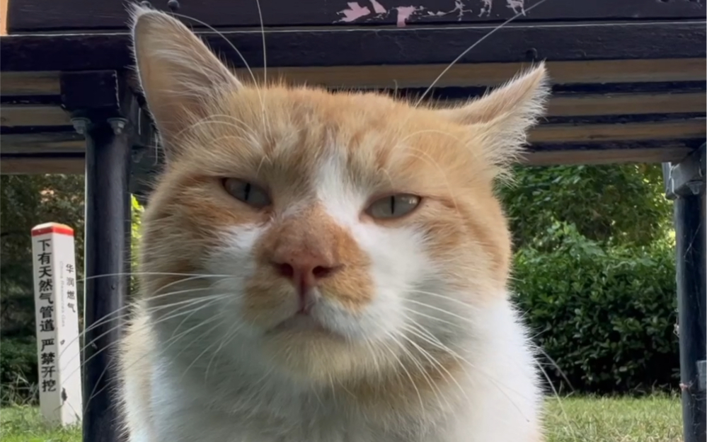 大叔系流浪橘猫