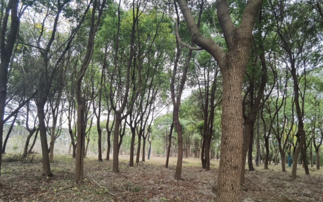 [图]鸟鸣树动叶落秋风起，银杏叶黄了