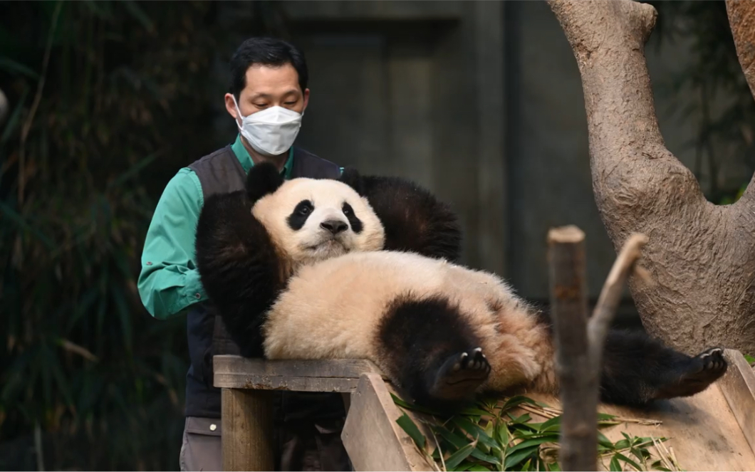 大熊猫福宝奶爸rua福宝220323