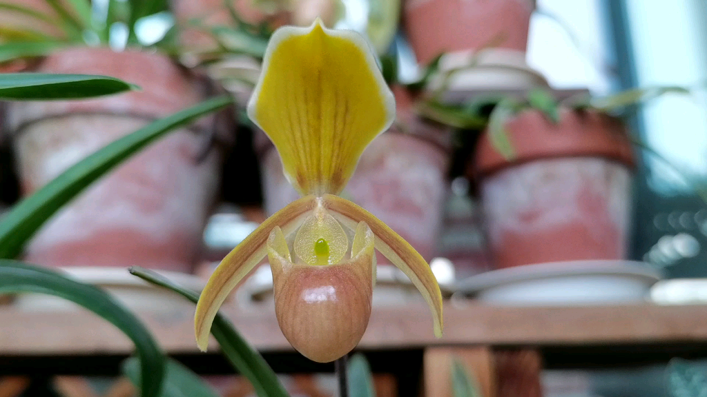 海伦兜兰paphiopedilum h