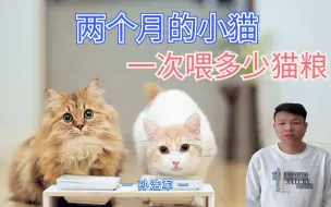 Download Video: 两个月的小猫一次喂多少猫粮？千万别乱喂