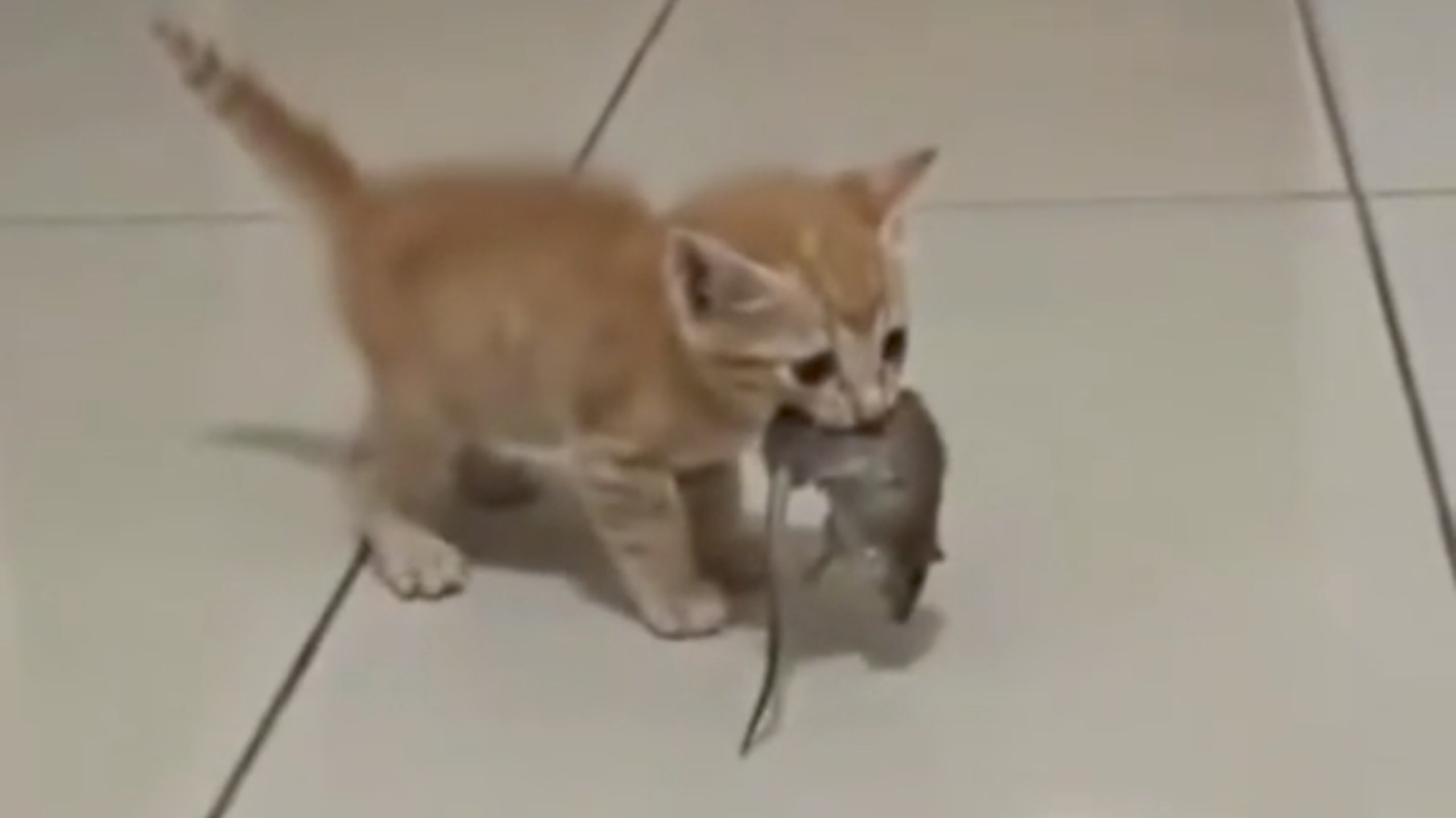 猫妈：我好像还没教你这个吧